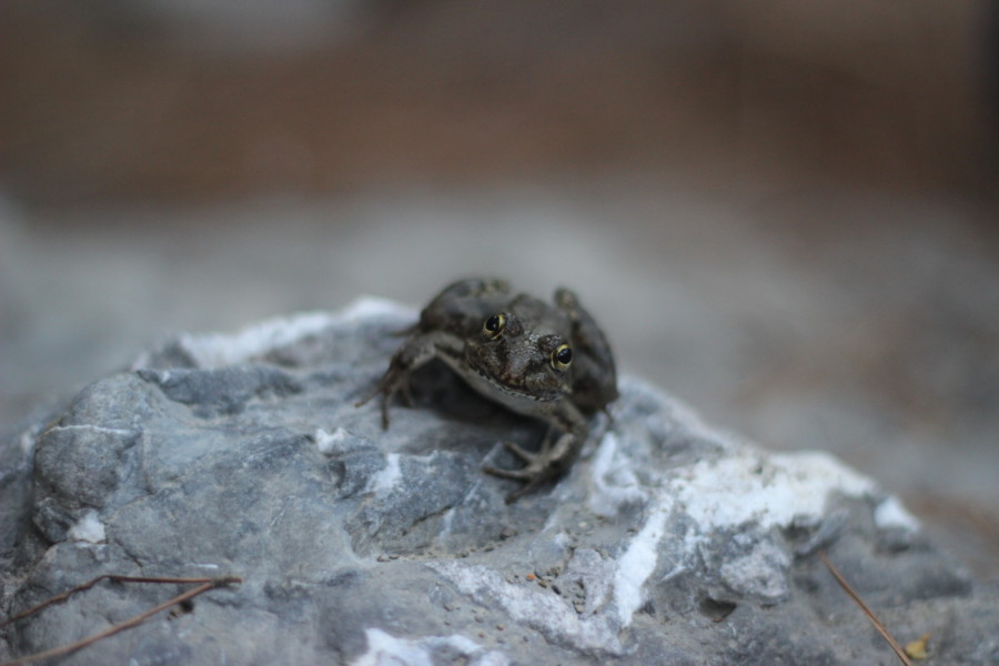 karpathos frog-photo renate rigters