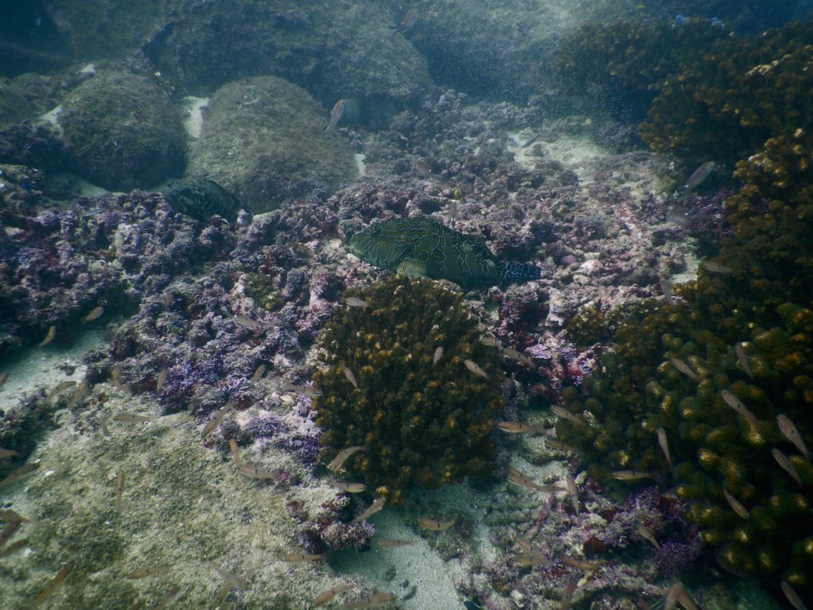 huatulco-diving-2017-morromaguey-labirinto-rigters
