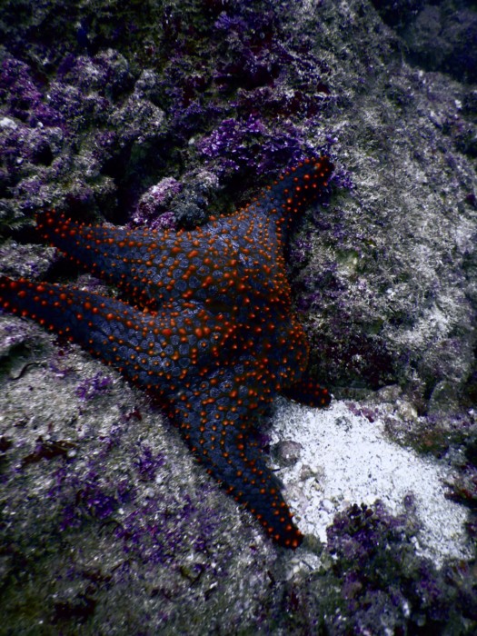 huatulco-diving-2017-morromaguey-labirinto-rigters