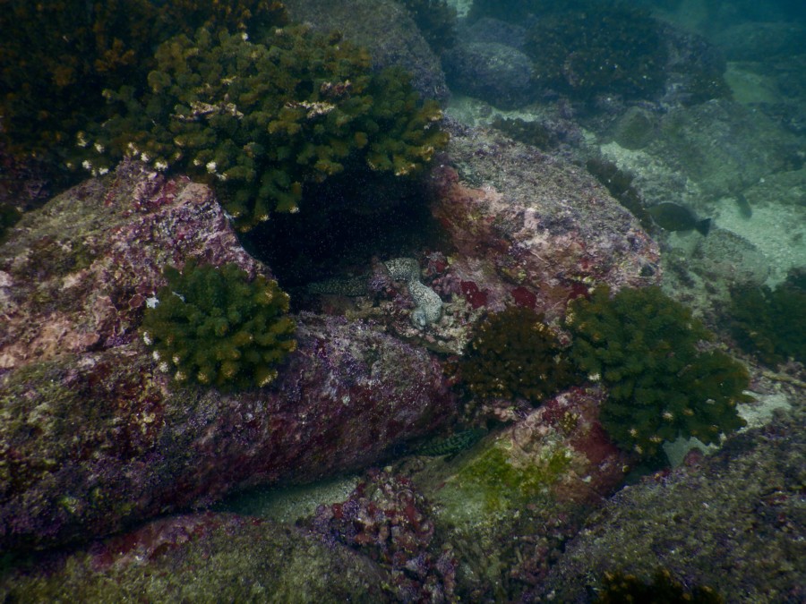 huatulco-diving-2017-morromaguey-labirinto-rigters