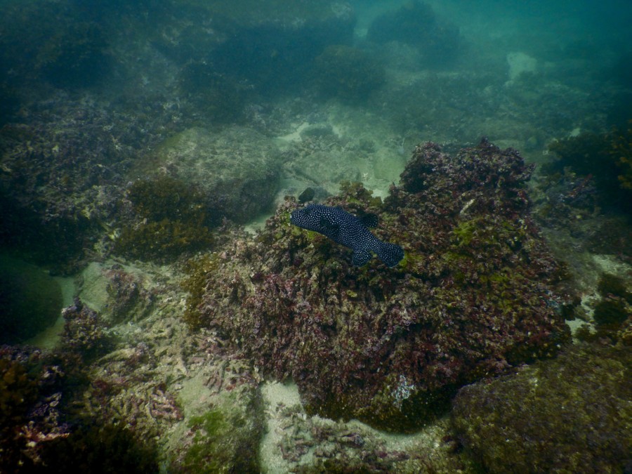 huatulco-diving-2017-morromaguey-labirinto-rigters
