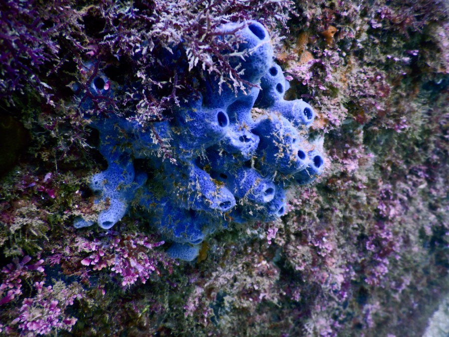 huatulco-diving-2017-morromaguey-labirinto-rigters