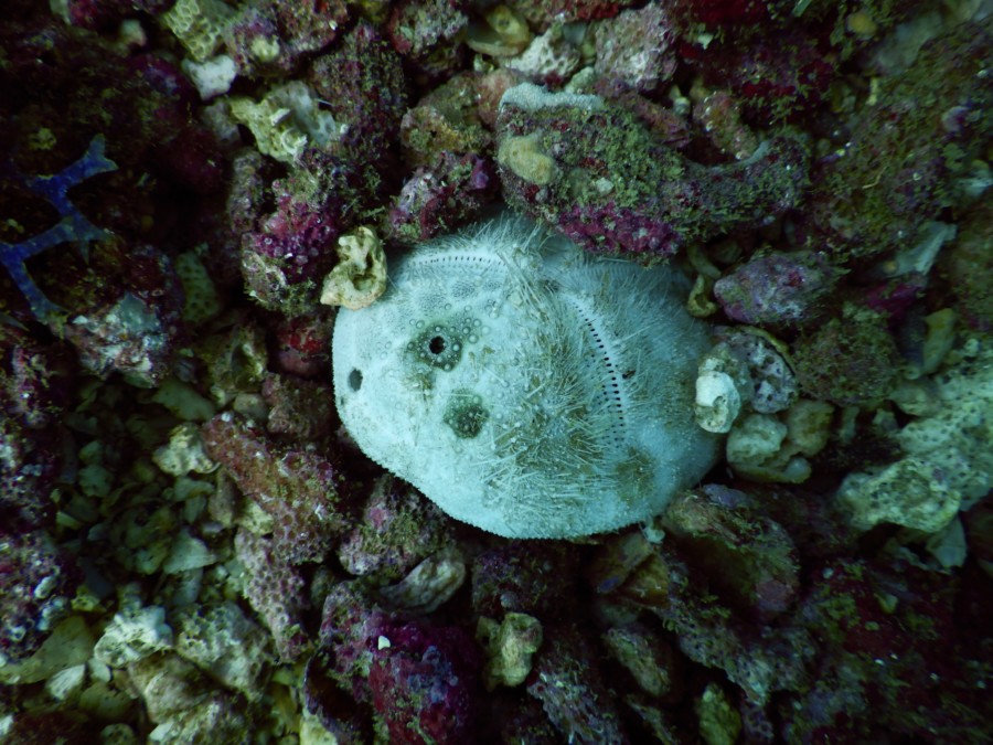 huatulco-diving-2017-morromaguey-labirinto-rigters