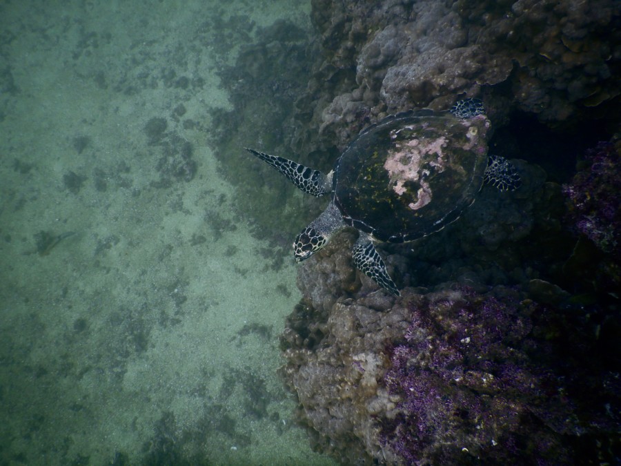 huatulco-diving-2017-morromaguey-labirinto-rigters