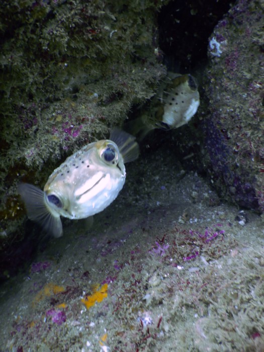 huatulco-diving-2017-morromaguey-labirinto-rigters