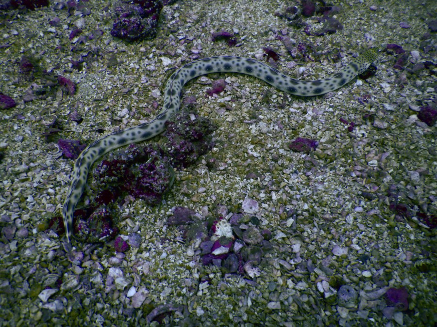 huatulco-diving-2017-morromaguey-labirinto-rigters