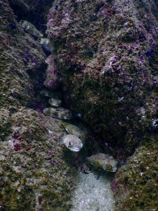 huatulco-diving-2017-morromaguey-labirinto-rigters