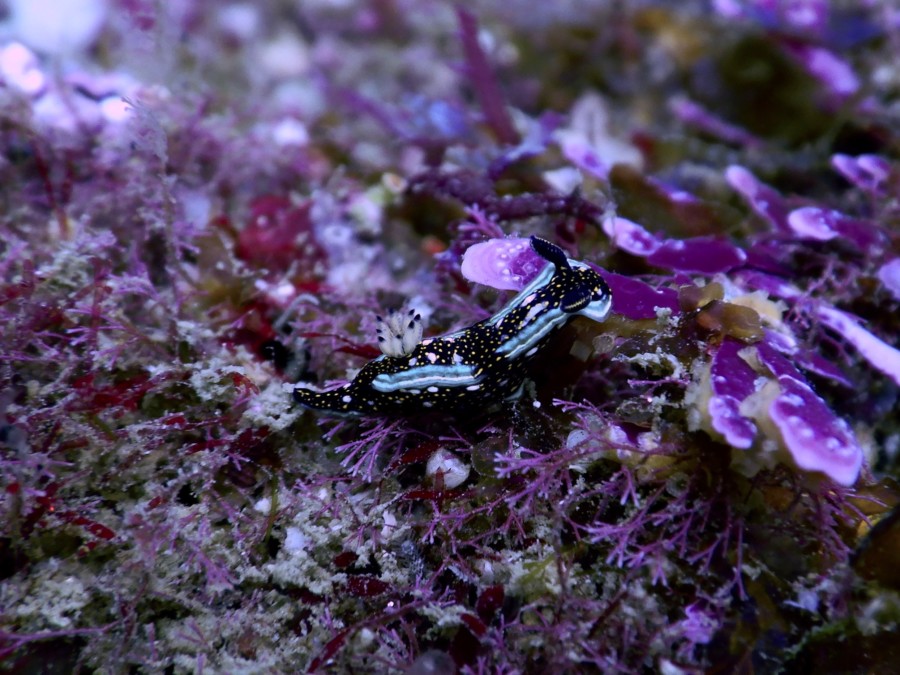 huatulco-diving-2017-morromaguey-labirinto-rigters-scuba-diving-gear