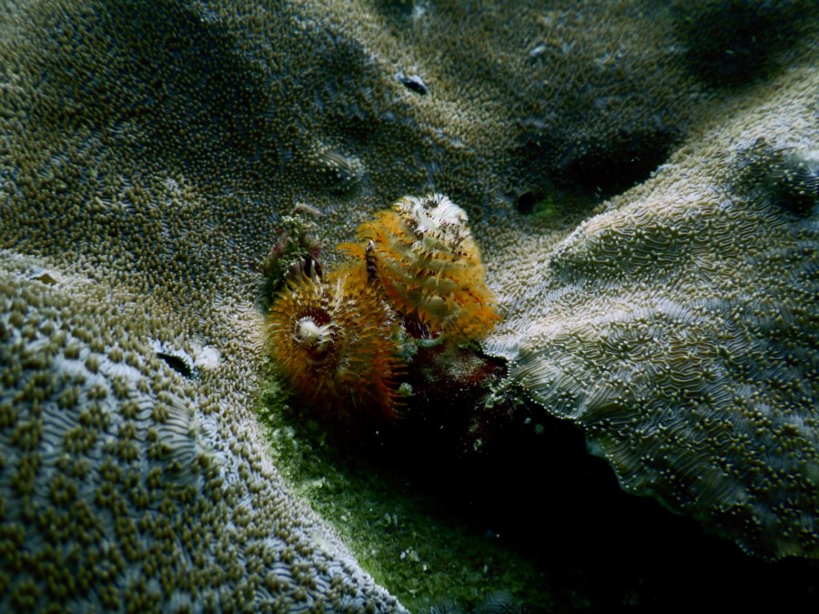 huatulco-diving-2017-morromaguey-labirinto-rigters