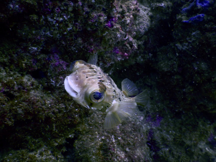 huatulco-diving-2017-morromaguey-labirinto-rigters