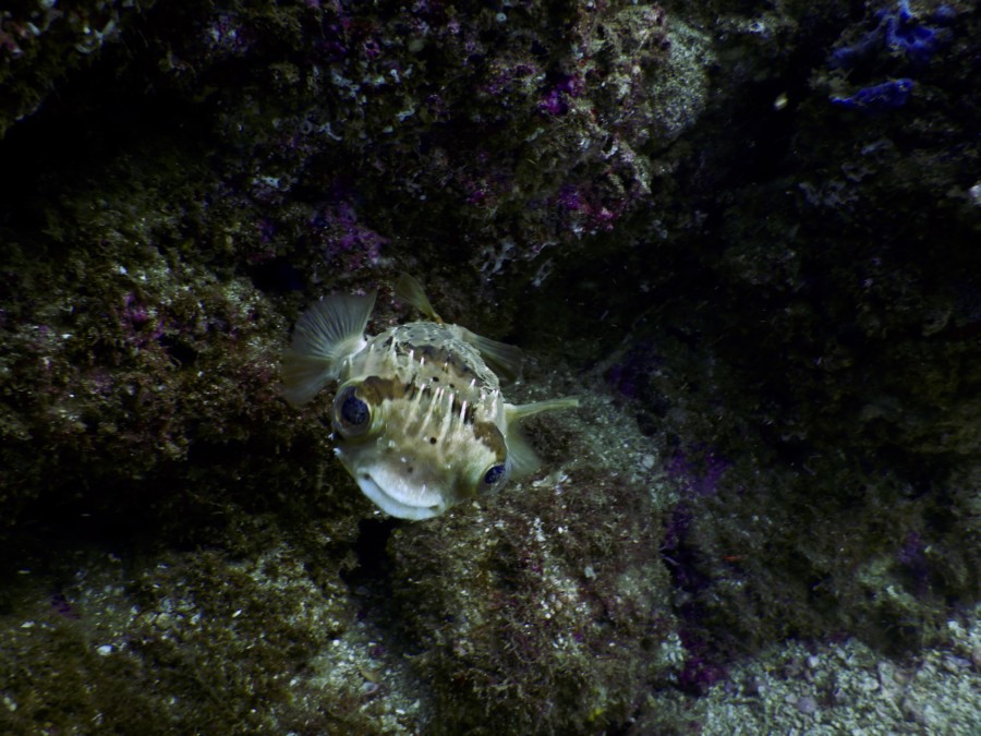 huatulco-diving-2017-morromaguey-labirinto-rigters