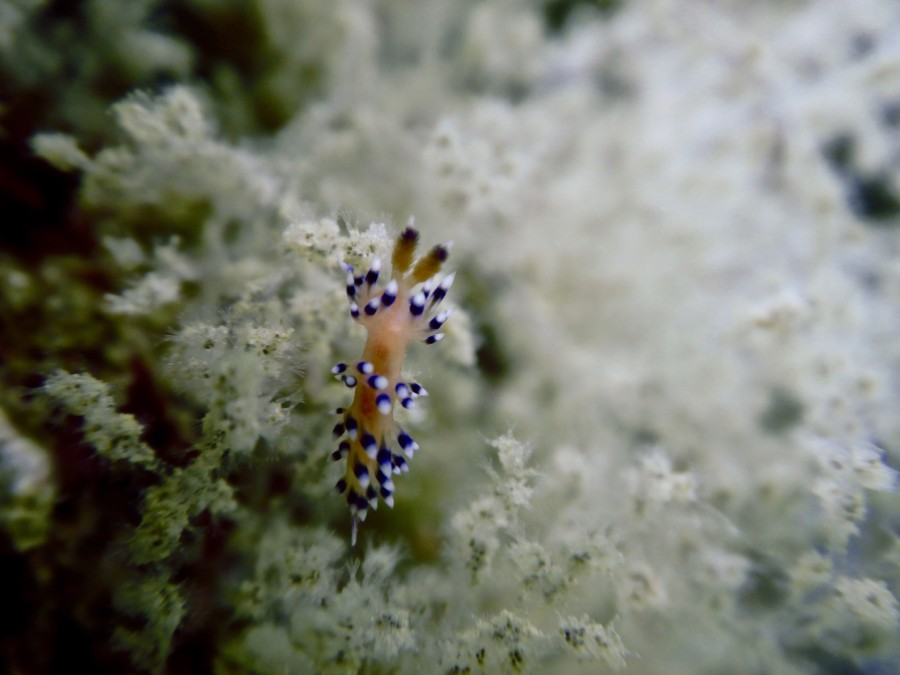 huatulco-diving-2017-morromaguey-labirinto-rigters