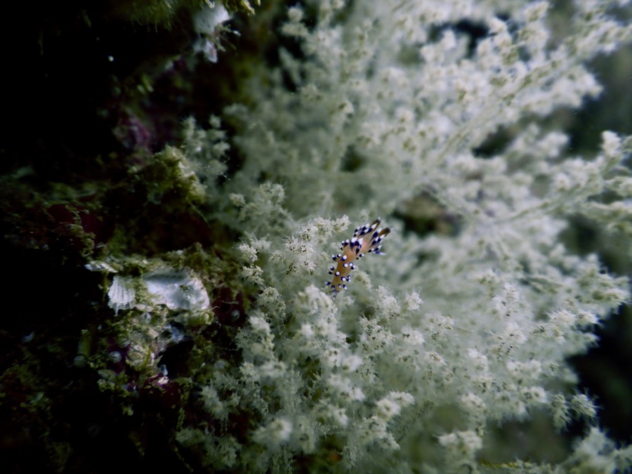 huatulco-diving-2017-morromaguey-labirinto-rigters