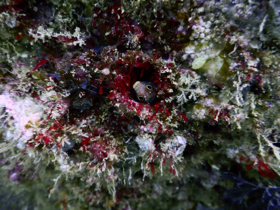 huatulco-diving-2017-morromaguey-labirinto-rigters