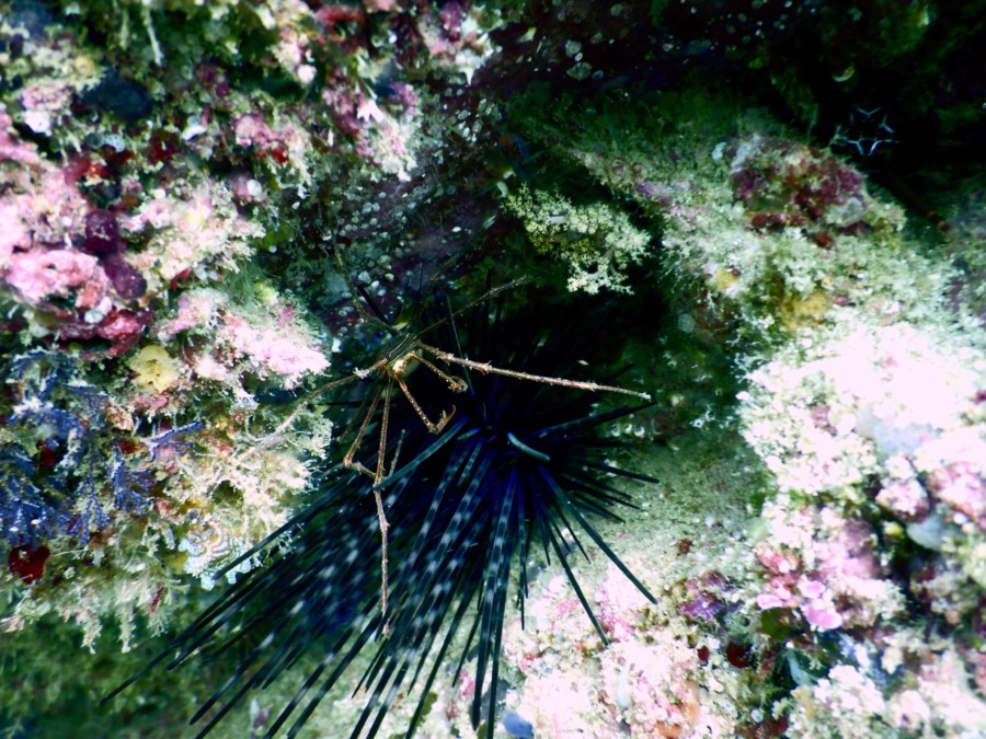 huatulco-diving-2017-morromaguey-labirinto-rigters