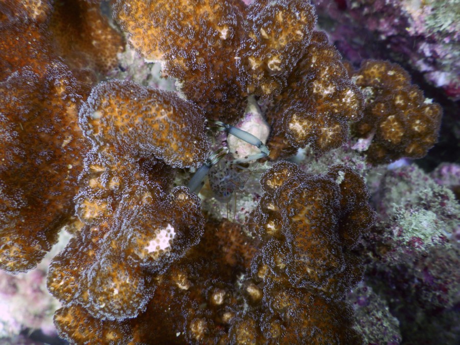 huatulco-diving-2017-morromaguey-labirinto-rigters