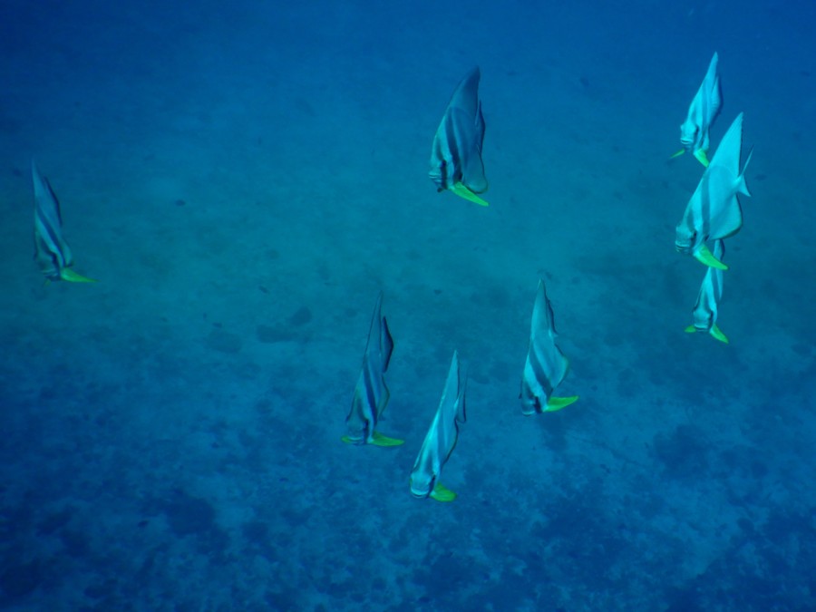 maldives-reethifaru-diving-renate-rigters