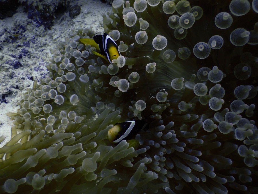 maldives-reethifaru-diving-renate-rigters