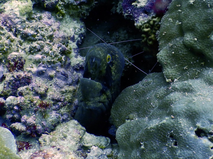 maldives-reethifaru-diving-renate-rigters