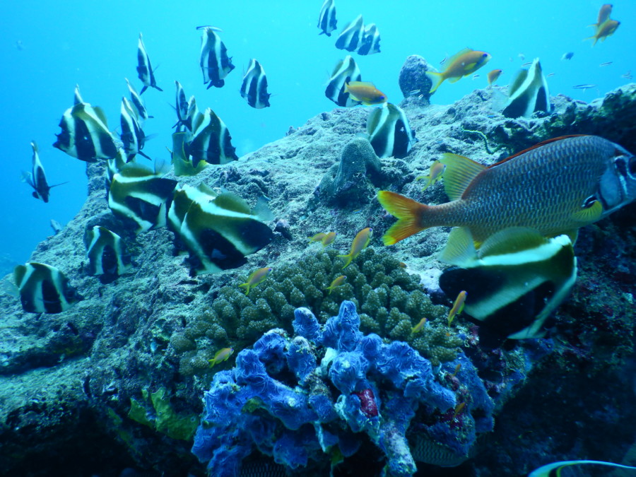 maldives-reethifaru-diving-renate-rigters-shark