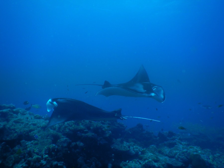maldives-reethifaru-diving-renate-rigters