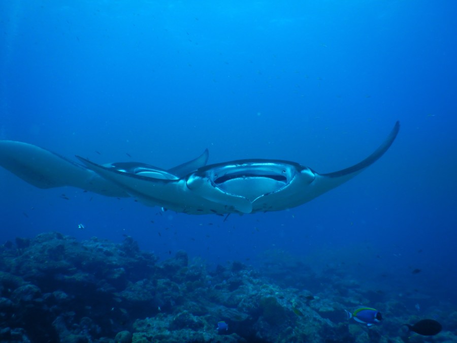 maldives-reethifaru-diving-renate-rigters