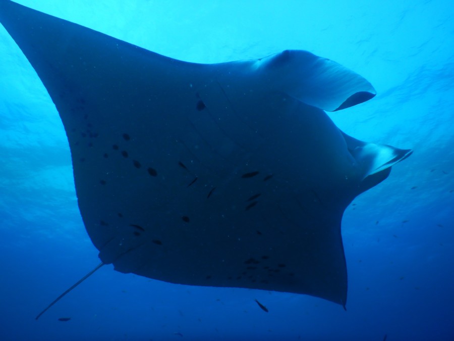 maldives-reethifaru-diving-renate-rigters