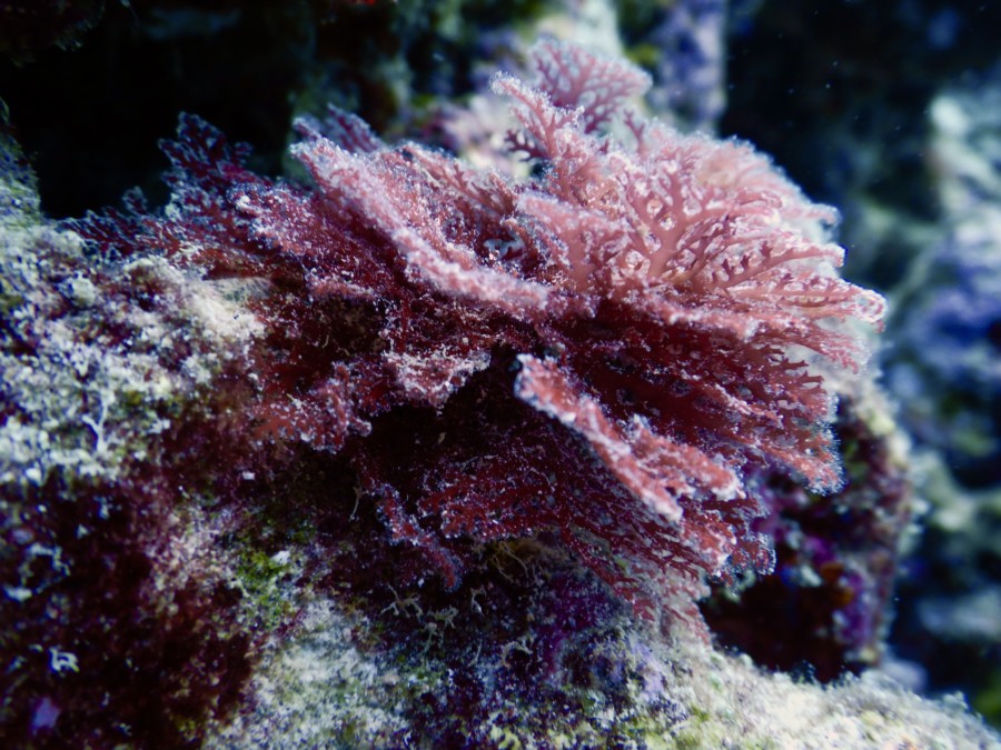 maldives-reethifaru-diving-renate-rigters