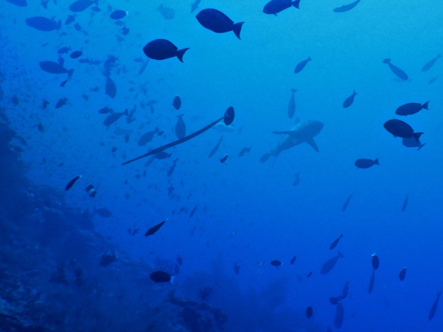 maldives-reethifaru-diving-renate-rigters-shark