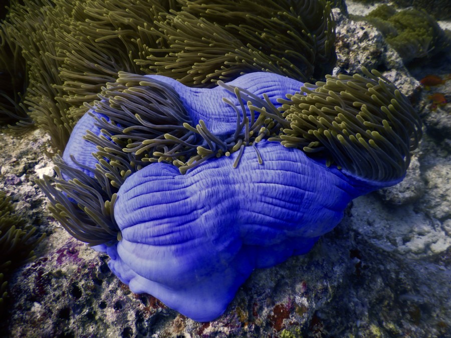 maldives-reethifaru-diving-renate-rigters-shark