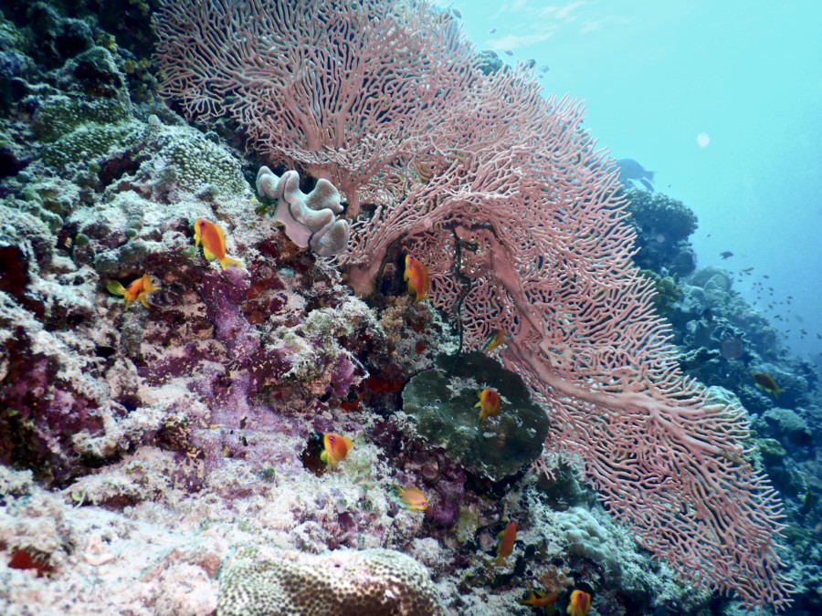 diving-maldives-reethifaru-scuba-dive-nikon-reef