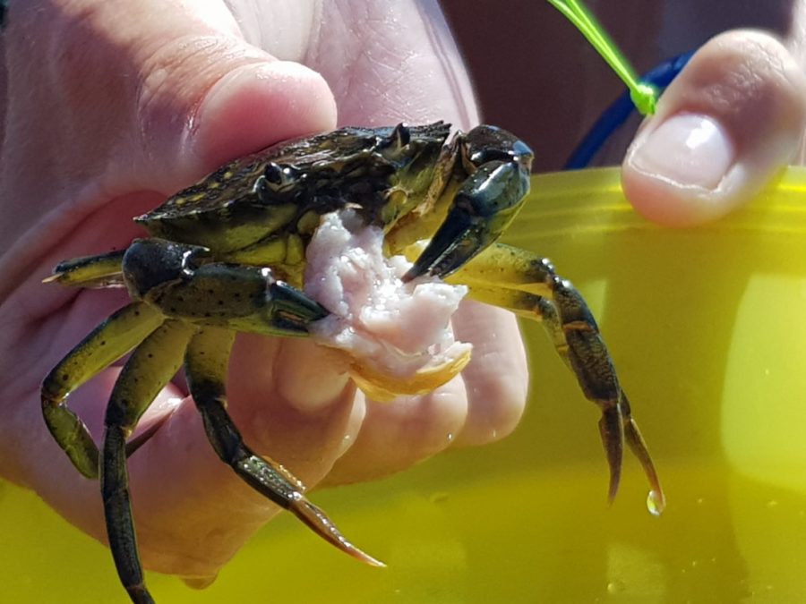 westcoast-smogen-camping-visitsweden-thatwanderlust-renate-camping-fjallbacka-tanum-thom