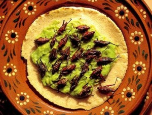 Grasshoppers in Oaxaca