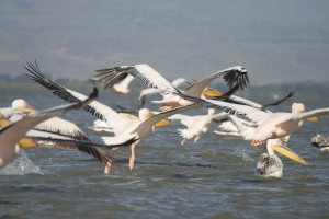 Kenya-Navaisha-ThatWanderlust