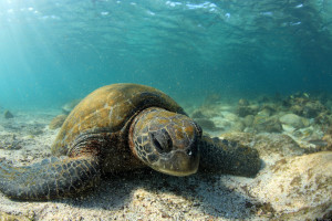 google-galapagos-thatwanderlust