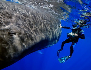 sperm_whale_diver_that_wanderlust