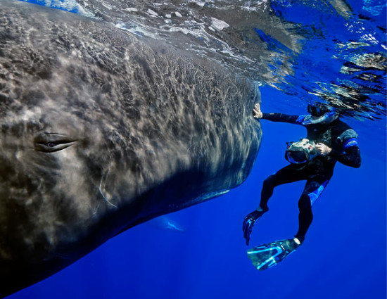 sperm_whale_diver_that_wanderlust