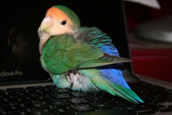 gizmo_that_wanderlust