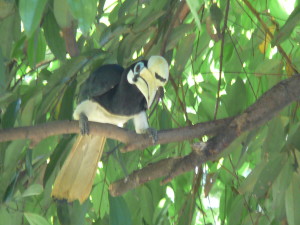 kulbird2_that_wanderlust