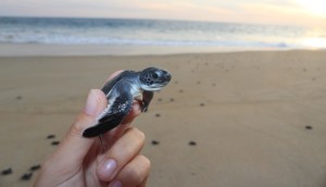 sea-turtles-mexico-puerto-escondido-release