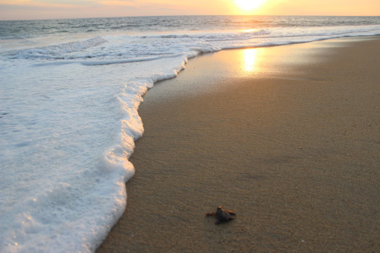 sea-turtles-mexico-puerto-escondido-release