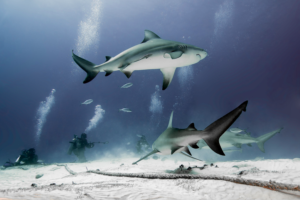 bull sharks-absolute-adventure-mexico