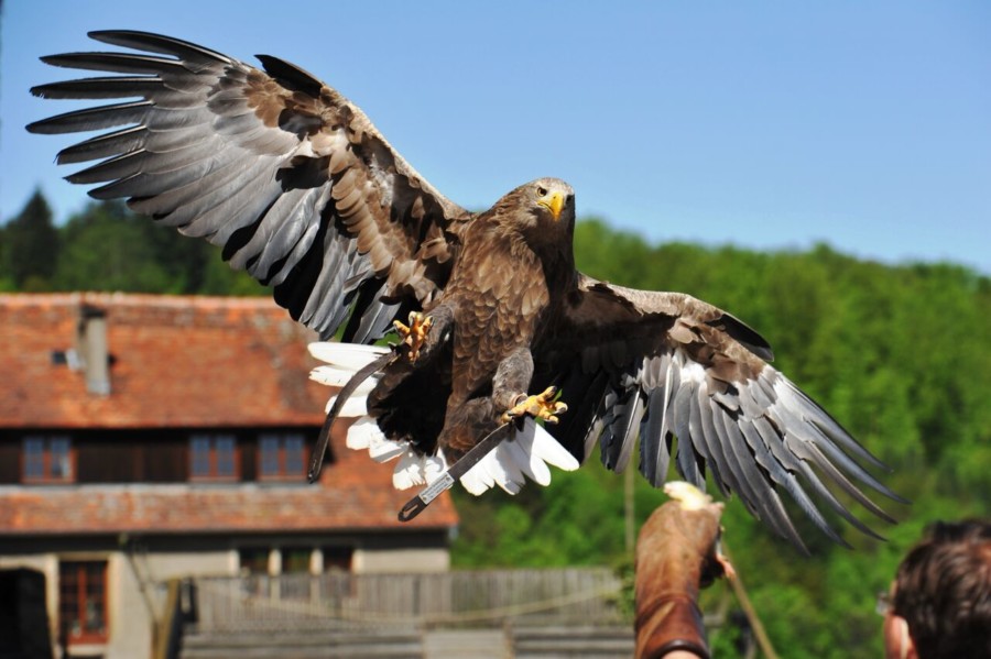 Seeadler Greifenwarte Burg Guttenberg_Bildquelle Pietralla-thatwanderlust
