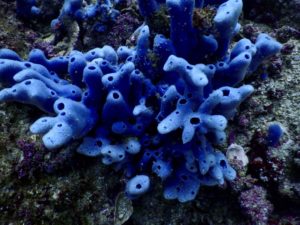 huatulco-diving-2017-morromaguey-labirinto-rigters