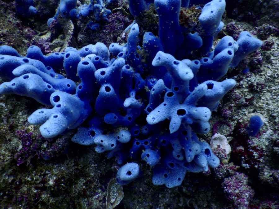 huatulco-diving-2017-morromaguey-labirinto-rigters