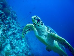 maldives-reethifaru-diving-renate-rigters