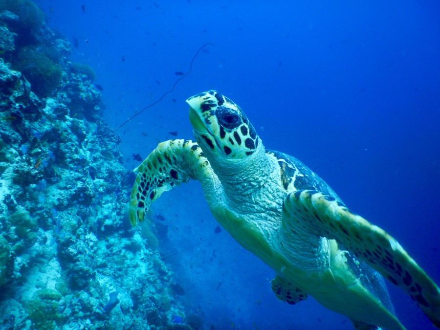 maldives-reethifaru-diving-renate-rigters