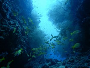 diving-scuba-maldives-labyrinth-renate-underwater